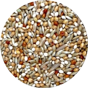 Miscela Cocorite Allegro