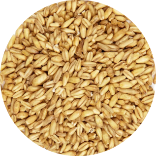 Seme Di Avena Decorticata