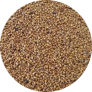 Semi Di Camelina Sativa