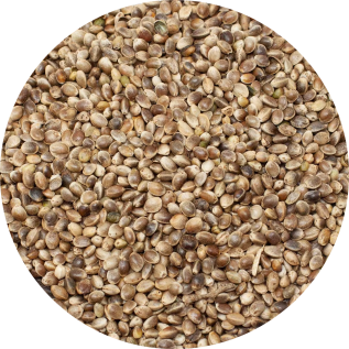Semi di Canapa Piccola Per Uccelli
