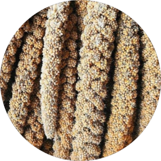 Spighe di Panico