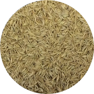 Erba Mazzolina